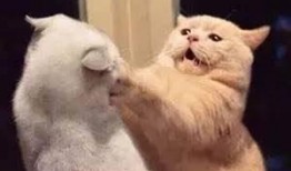 娱乐吃瓜君猫猫,揭秘娱乐圈那些不为人知的幕后故事